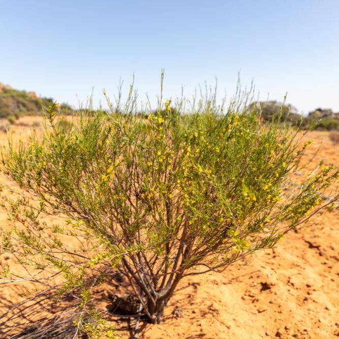 Tea with Tae Rooibos Pouch, a red herbal tea in a resealable pouch, displayed against a neutral background.