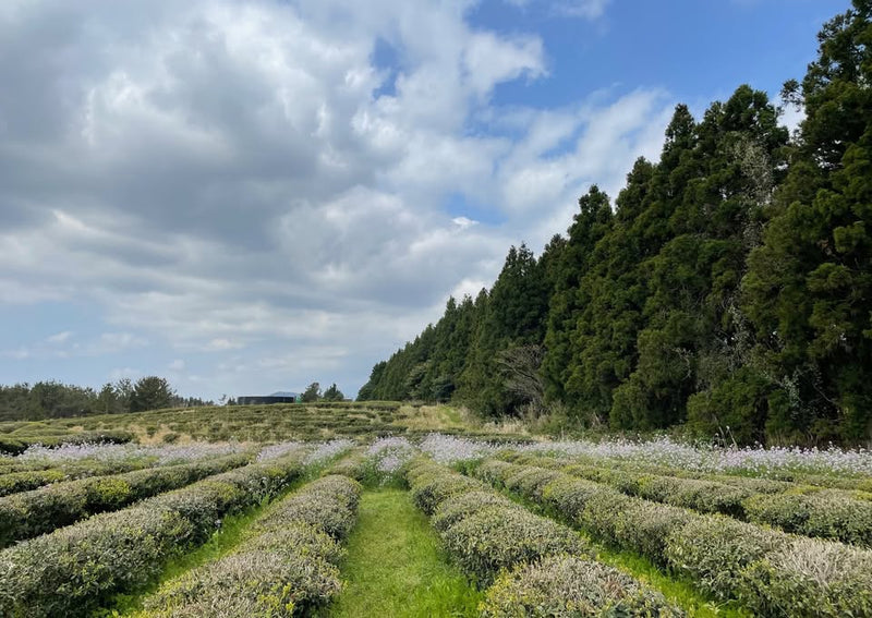 Wild Orchards tea plantation in Korea