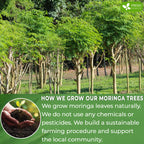 FreshDrinkUS Moringa Leaf Tea Bags