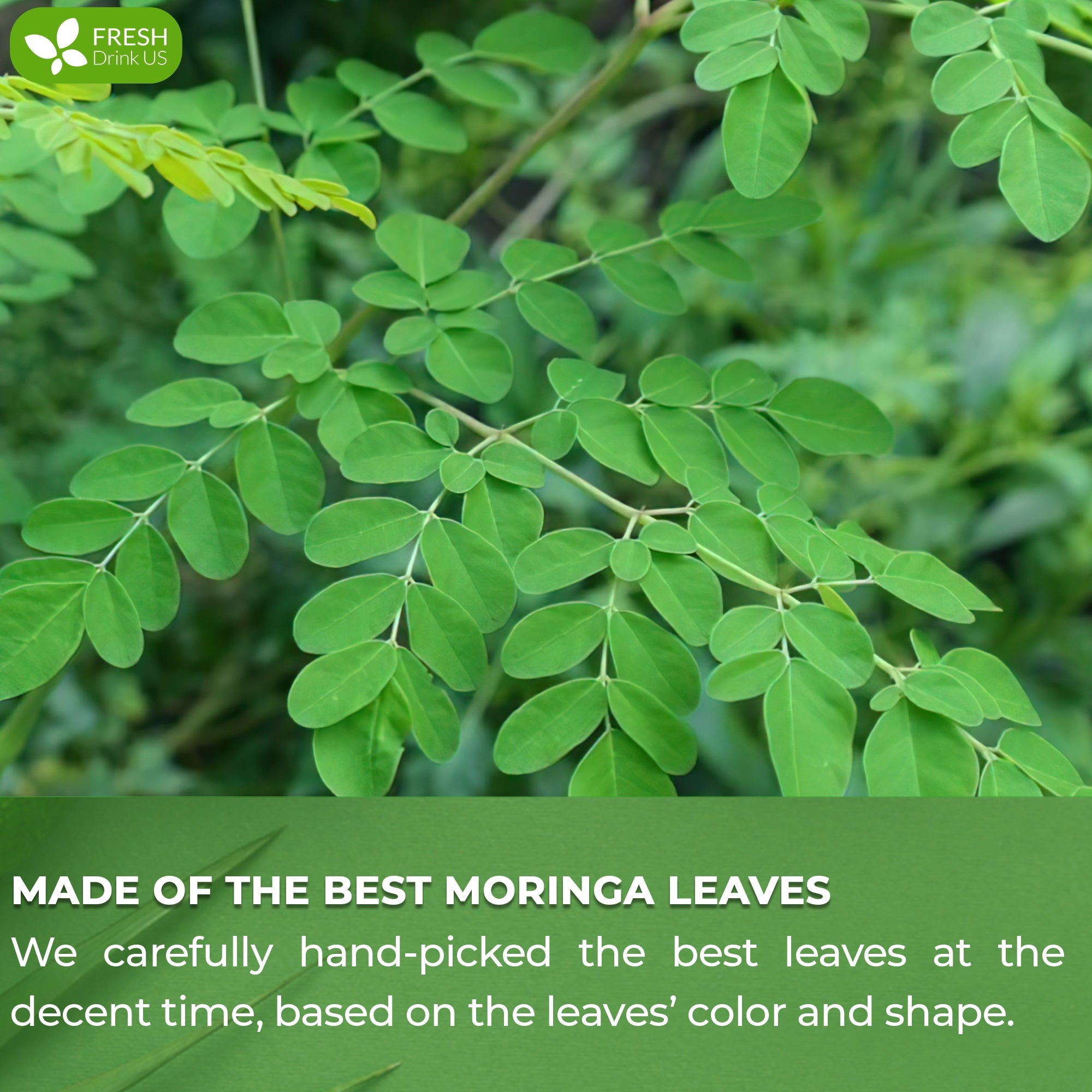 FreshDrinkUS Moringa Leaf Tea Bags