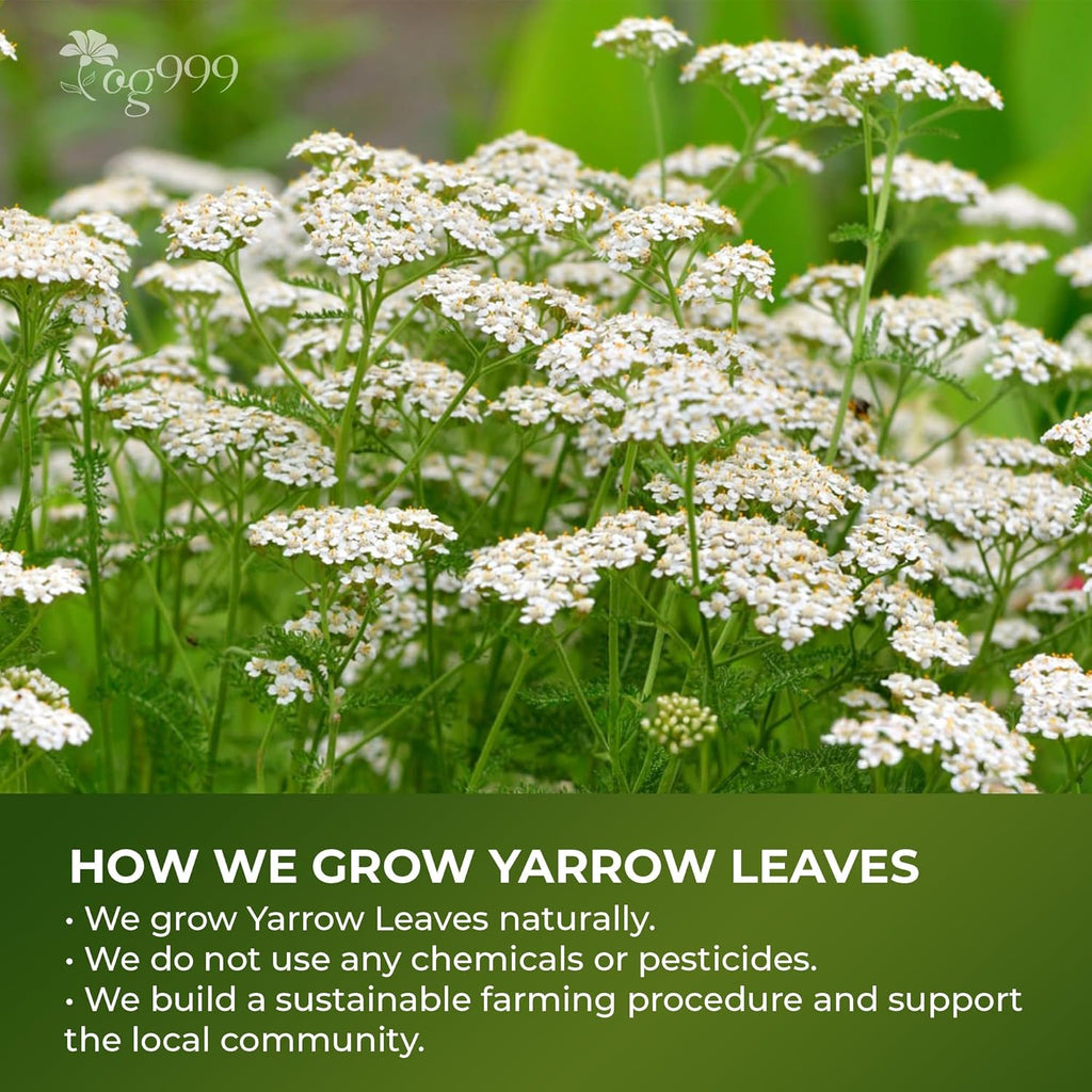 Premium Yarrow Tea Leaves | Naturally Aromatic, Freshly Packed Loose Leaf Yarrow Herbal Tea