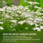 Premium Yarrow Tea Leaves | Naturally Aromatic, Freshly Packed Loose Leaf Yarrow Herbal Tea