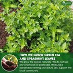 Premium Moroccan Mint Green Tea | Traditional Green Tea with Spearmint –  Premium Quality Herbal Blend.