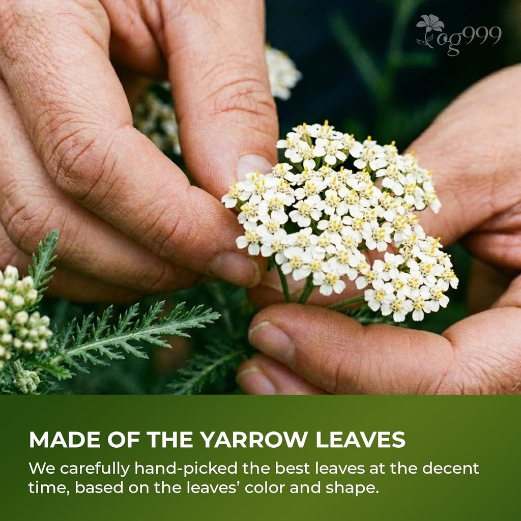 Premium Yarrow Tea Leaves | Naturally Aromatic, Freshly Packed Loose Leaf Yarrow Herbal Tea