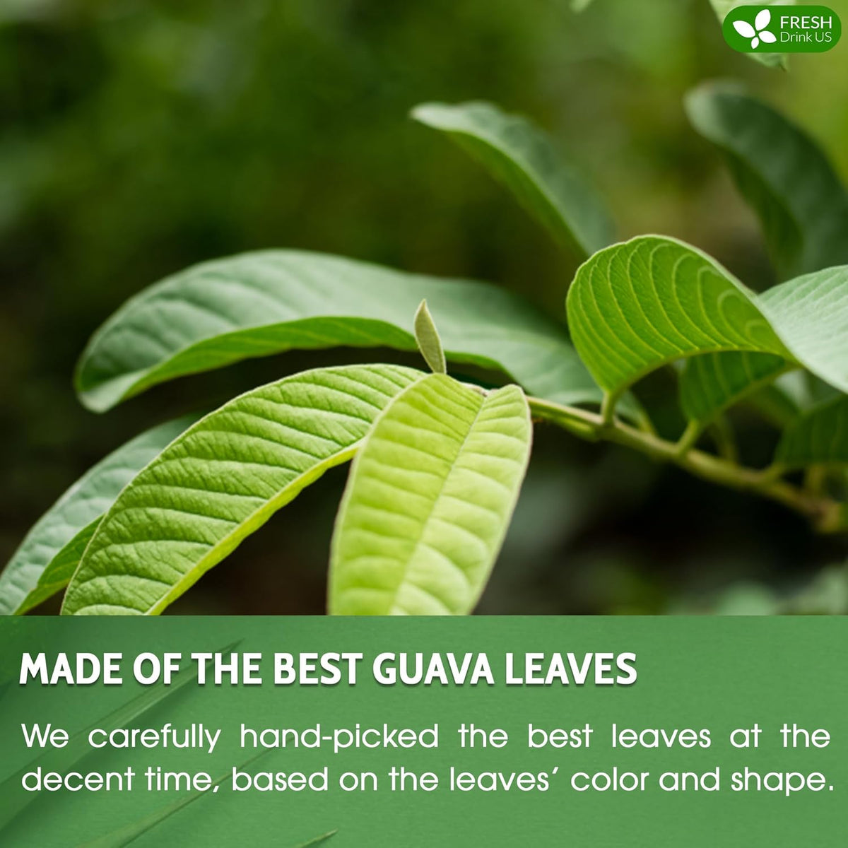 Premium Guava Leaf Tea Bags Herbal Tea