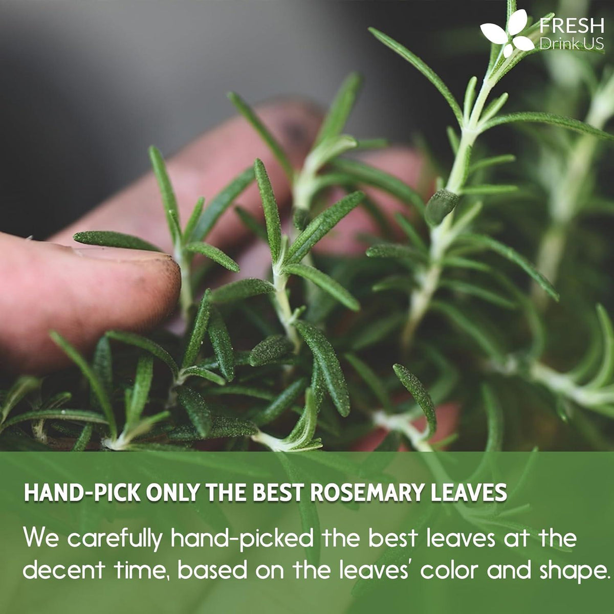 Premium Rosemary Leaves, Tea Bags, Powder, 100% Natural & Pure from Dried Rosemary Leaves, No Additives, No Caffeine, Vegan. Dried Rosemary Herb, Perfect for Seasoning, Spice Blends for Grilling & Cooking Herbal Tea