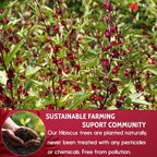 FreshDrinkUS Hibiscus Flower Tea Bags