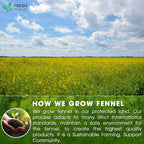 Premium Fennel Tea Bags, 100% Natural & Pure from Fennel Seeds. Fennel Seed Herbal Tea. Fennel Seed Tea. Made with Natural Material Tea Bags. No Sugar, No Caffeine, No Gluten, Vegan.