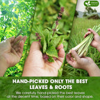 Premium Tulsi Moringa Lemongrass  Tea Bags, 100% Natural & Pure from Tulsi Holy Basil Leaves, Moringa & Lemongrass. Herbal Tea