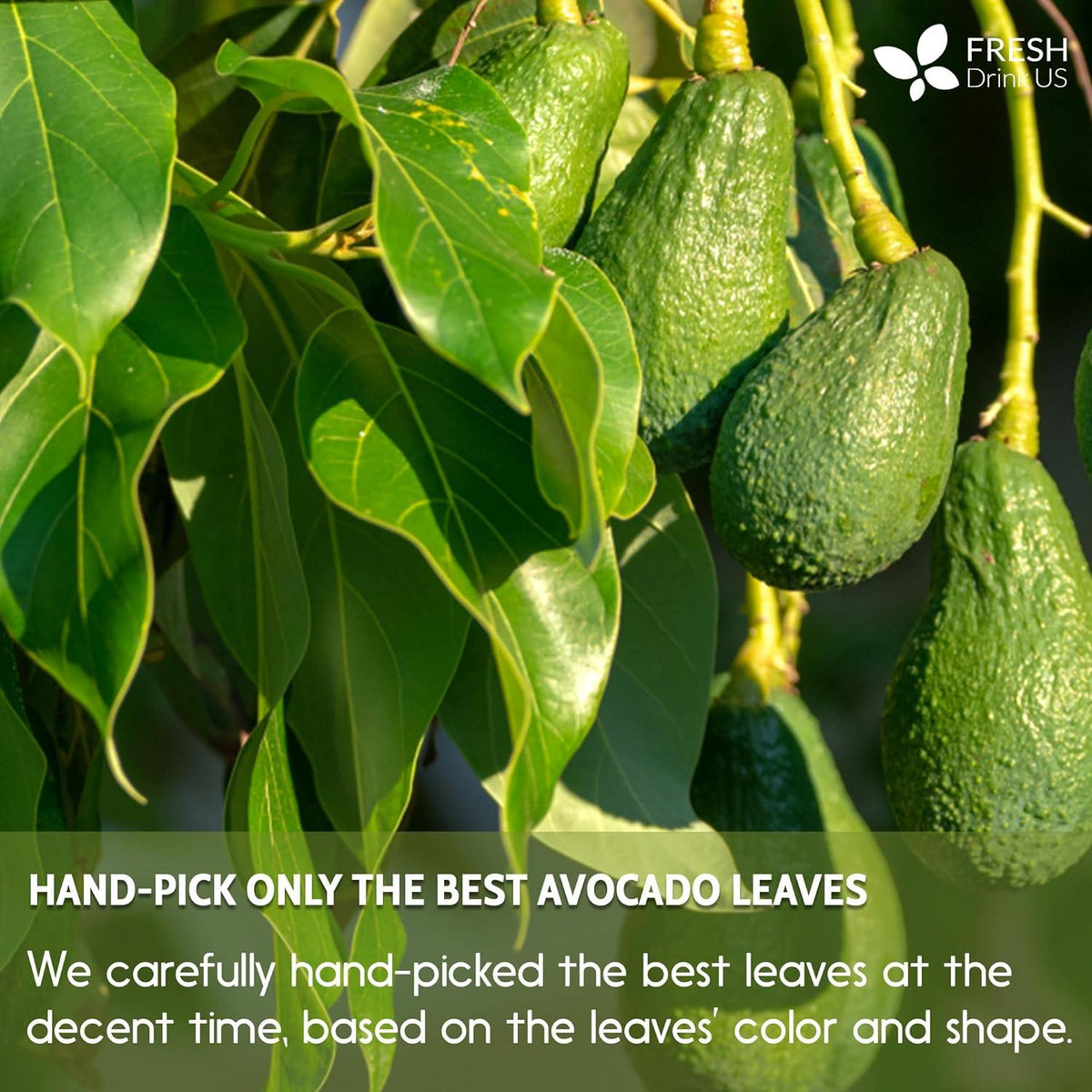 Natural Avocado Whole Leaves Dried, Tea Bags, 100% Pure from Avocado Leaves, Avocado Leaf Tea, Hojas de Aguacate Seca, No Additives, No Caffeine, Vegan Herbal Tea