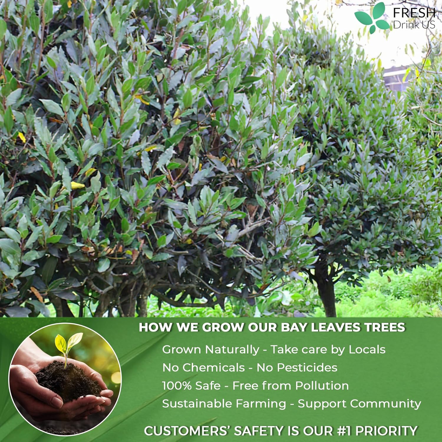 Premium Dried Bay Leaves, Tea Bags, Powder, Bay Leaves Spice, Whole Nice Leaves, Wildcrafted, Fresh Harvested, Bay Leaves For Cooking, Sugar-Free, Gluten Free, Caffeine Free, Vegan Herbal Tea