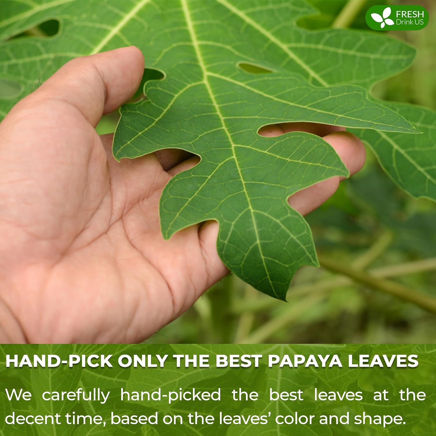 Premium Papaya Leaf Tea Bags, Made with Natural Material Tea Bags. No Sugar, No Caffeine, No Gluten, Vegan. Herbal Tea