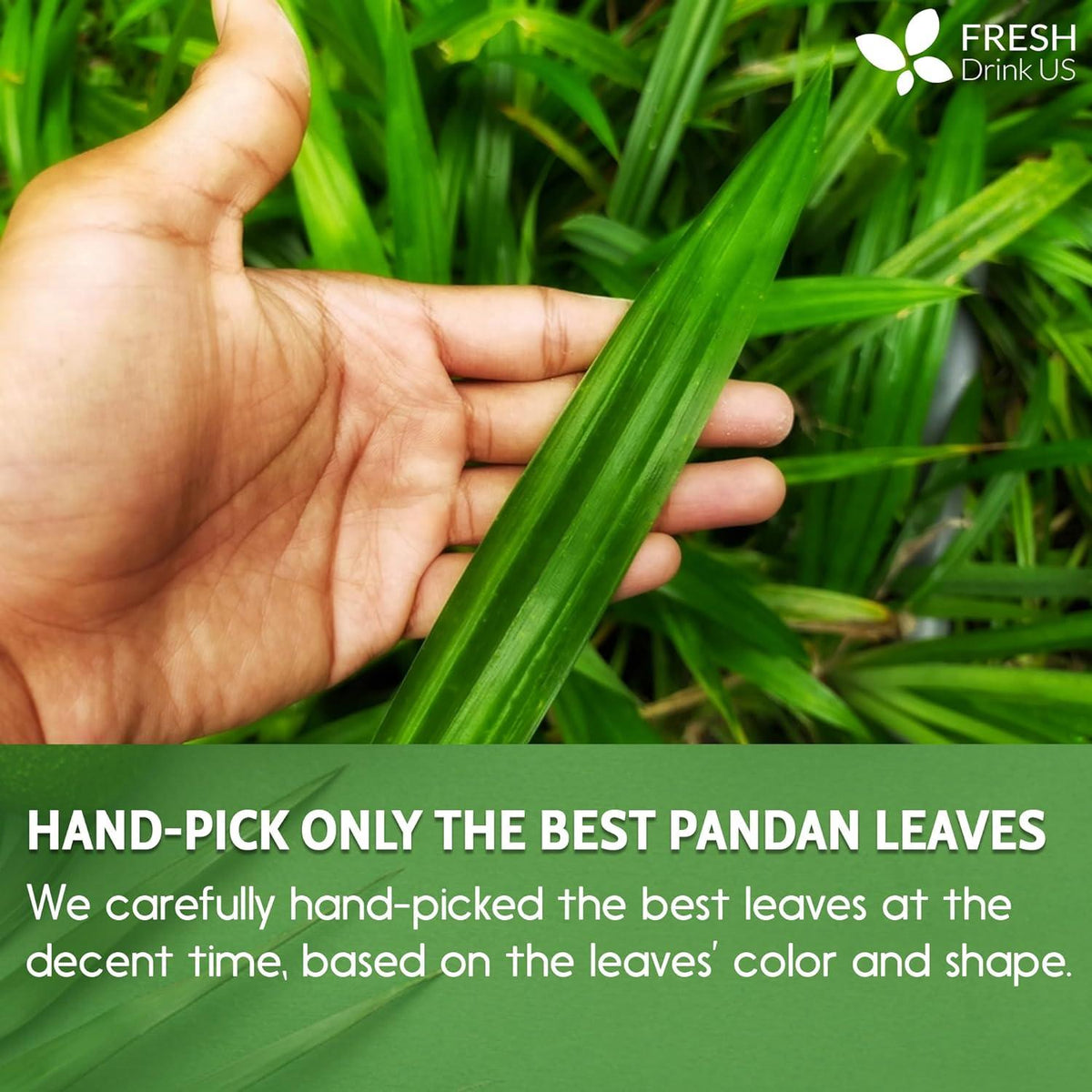 Natural Pandan Leaves Dried, Pandan Leaf Powder, 100% Pure Dried Pandan Leaves, Pandan Leaf Tea, No Additives, No Caffeine, Vegan Herbal Tea