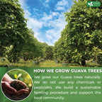 Premium Guava Leaf Tea Bags Herbal Tea