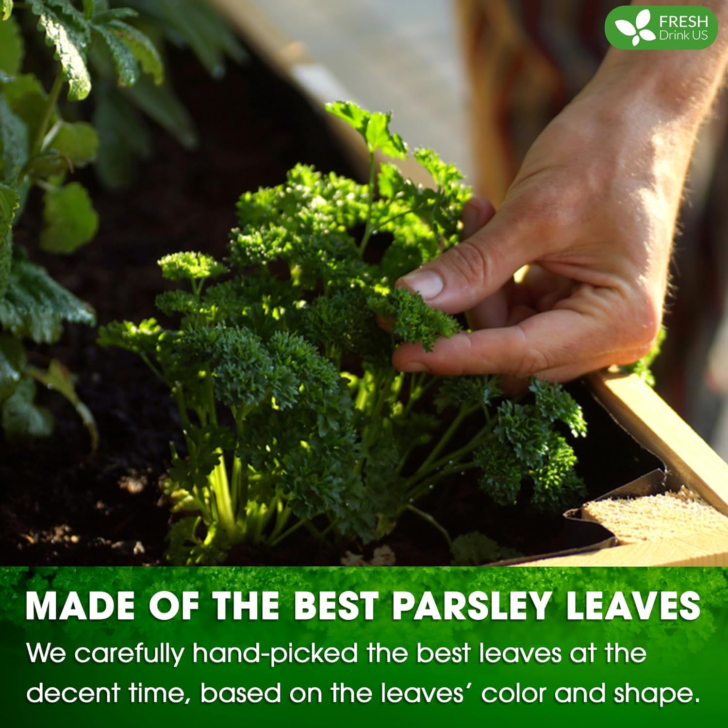 Premium Parsley Leaf Tea Bags, 100% Natural & Pure from Parsley Leaves. Herbal Tea
