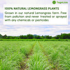 Lemongrass Tea Bags, 100% Natural & Pure Lemongrass leaves, Eco-Conscious Tea Bags, Lemongrass Herbal Tea. Lemongrass Leaf Tea. No Sugar, No Caffeine, No Gluten, Vegan.