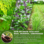 Premium Tulsi Moringa Lemongrass  Tea Bags, 100% Natural & Pure from Tulsi Holy Basil Leaves, Moringa & Lemongrass. Herbal Tea