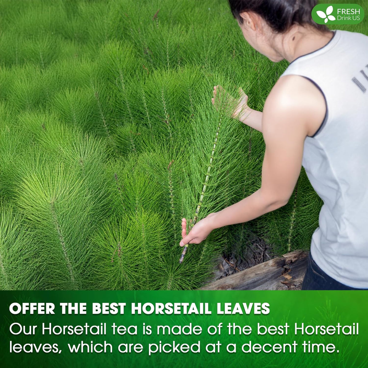 Premium Horsetail Leaf Tea Bags – Herbal Tea for Daily Wellness, Beauty Routine & Caffeine-Free Refreshment