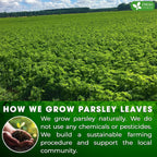 Premium Parsley Leaf Tea Bags, 100% Natural & Pure from Parsley Leaves. Herbal Tea