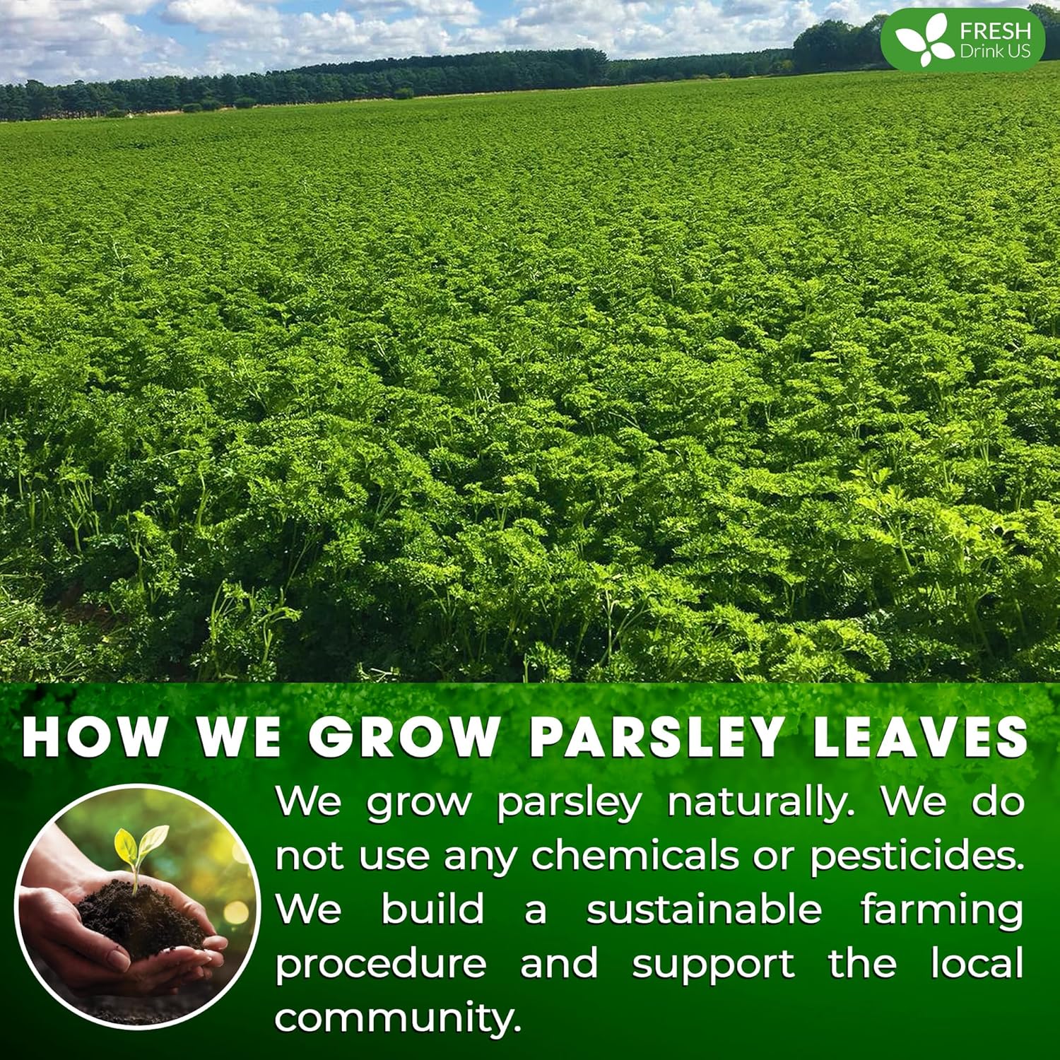 Premium Parsley Leaf Tea Bags, 100% Natural & Pure from Parsley Leaves. Herbal Tea