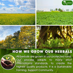 Premium Senna Peppermint Tea Bags. Relieves Constipation Natural Tea Herbal Tea