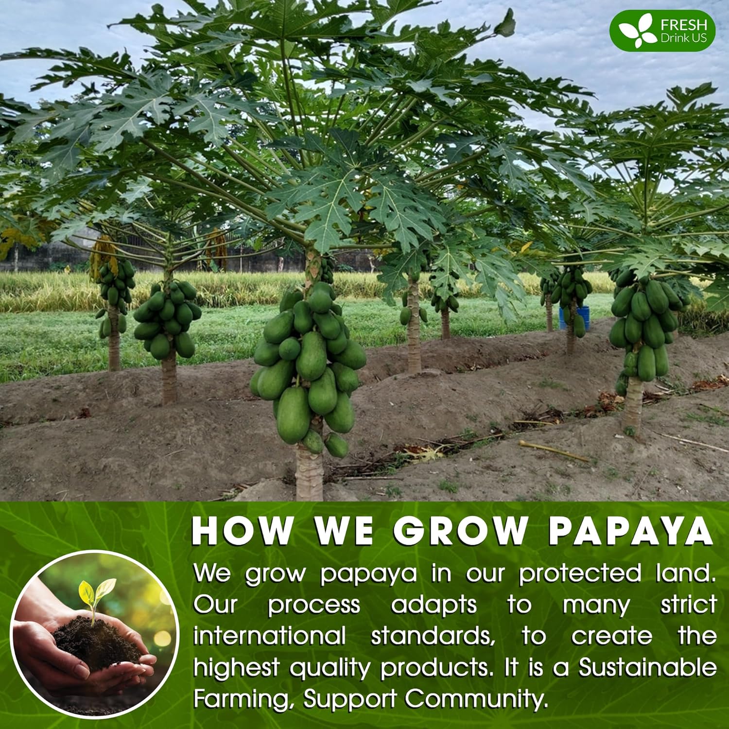 Premium Papaya Leaf Tea Bags, Made with Natural Material Tea Bags. No Sugar, No Caffeine, No Gluten, Vegan. Herbal Tea