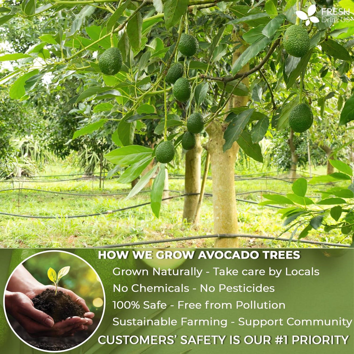 Natural Avocado Whole Leaves Dried, Tea Bags, 100% Pure from Avocado Leaves, Avocado Leaf Tea, Hojas de Aguacate Seca, No Additives, No Caffeine, Vegan Herbal Tea