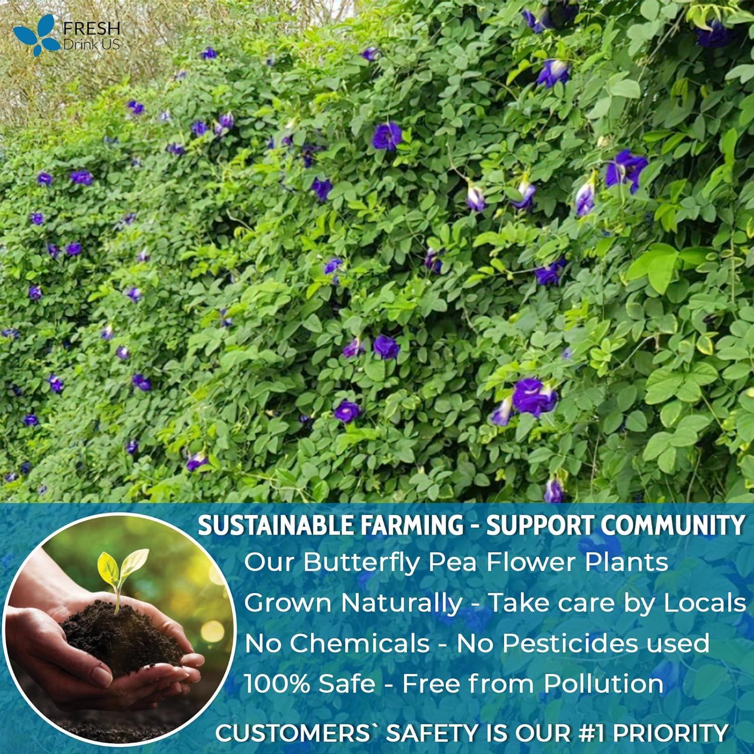 Premium Butterfly Pea Flowers, Tea Bags, 100% Natural and Pure from Butterfly Pea Flowers, Hand-made, Made With Natural Materials-Corn Fiber Tea Bag, Sugar/Caffeine/Gluten Free Herbal Tea