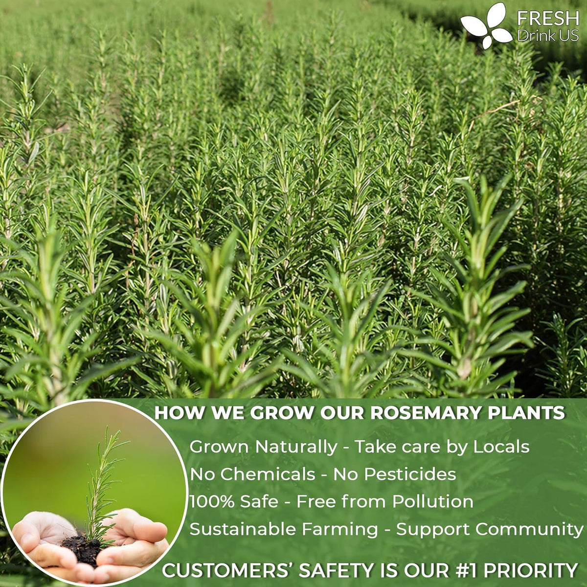 Premium Rosemary Leaves, Tea Bags, Powder, 100% Natural & Pure from Dried Rosemary Leaves, No Additives, No Caffeine, Vegan. Dried Rosemary Herb, Perfect for Seasoning, Spice Blends for Grilling & Cooking Herbal Tea
