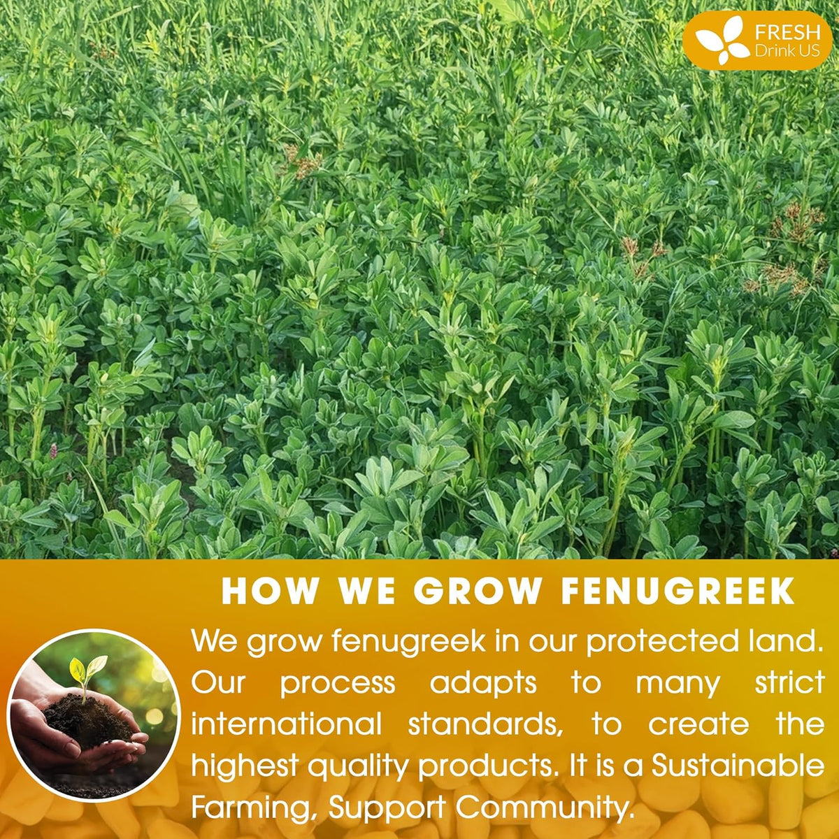 Premium Fenugreek Tea Bags. No Sugar, No Caffeine, No Gluten, Vegan. (30 Tea Bags) Herbal Tea