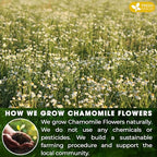 FreshDrinkUS Sleepy-Time Tea Trio — Chamomile, Soursop & Hibiscus