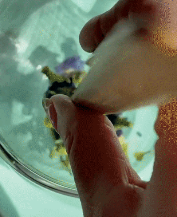 The Qi Butterfly Pea