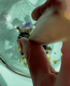 The Qi Butterfly Pea