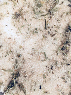 Beach House Rosemary Sage infused artisan culinary sugar Tea