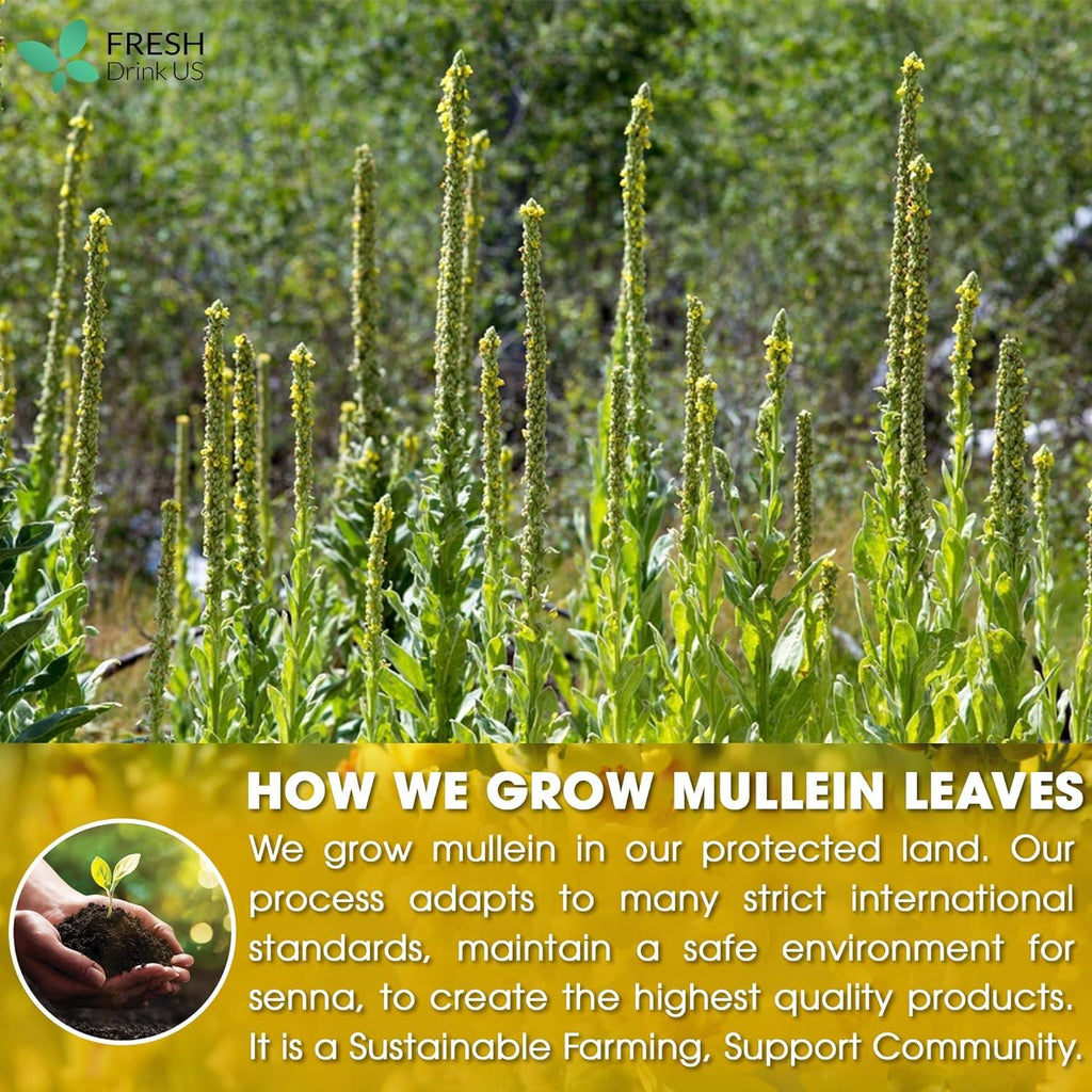 FreshDrinkUS Mullein Leaf Tea Bags