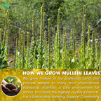 FreshDrinkUS Mullein Leaf Tea Bags