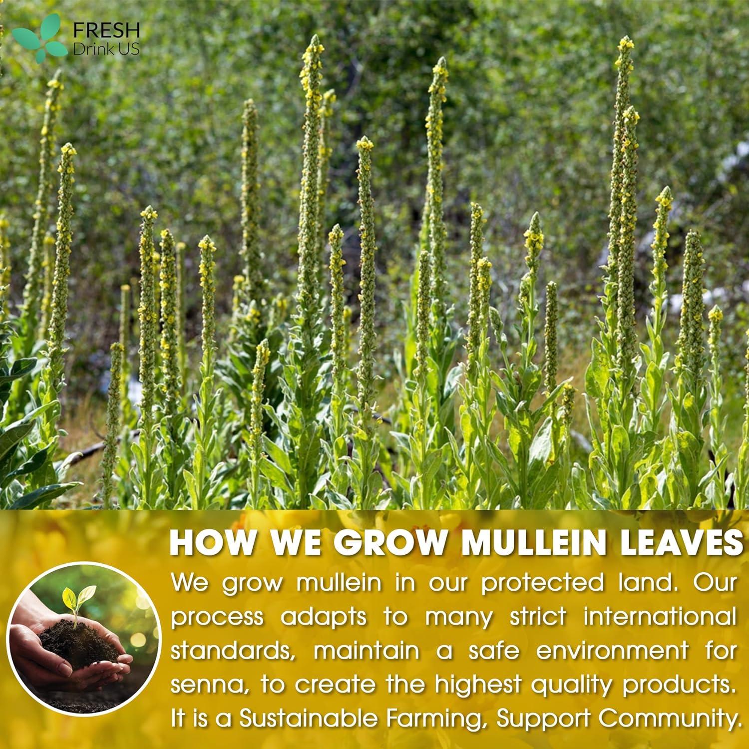 FreshDrinkUS Mullein Leaf Tea Bags