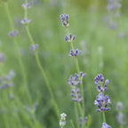 Piper and Leaf Old Fashioned Birthday Cake Glass Jar of Loose Leaf Tea - 30 Servings in a lifestyle setting.