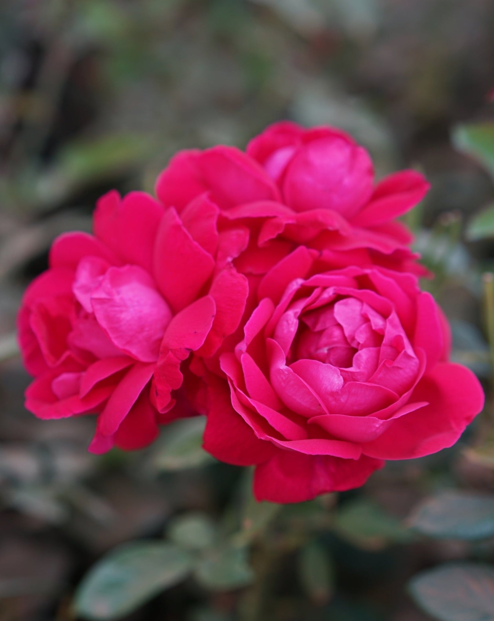 The Qi Shangri-la Rose