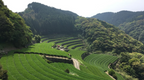 Zum Zum Ōmura Bay Matcha Tea