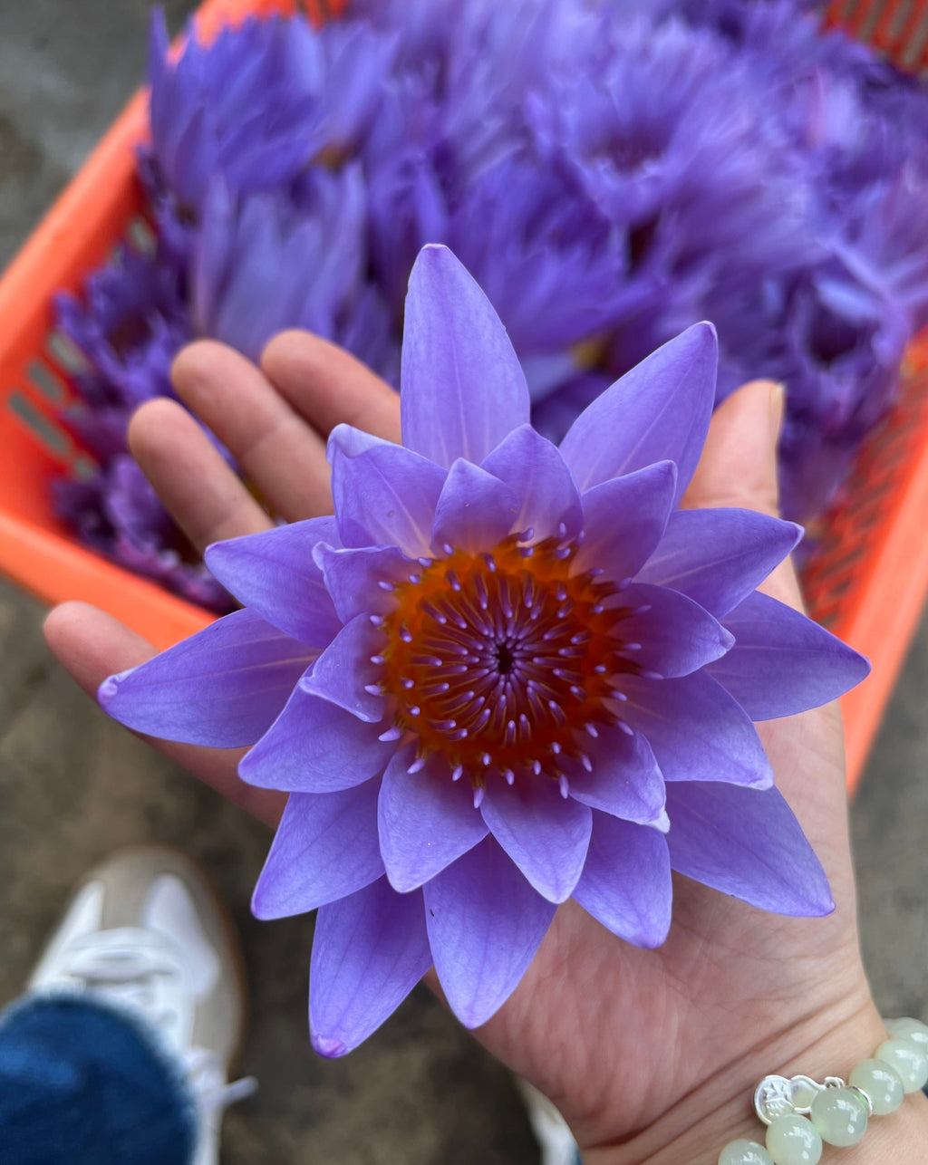 The Qi Blue Lotus Tea