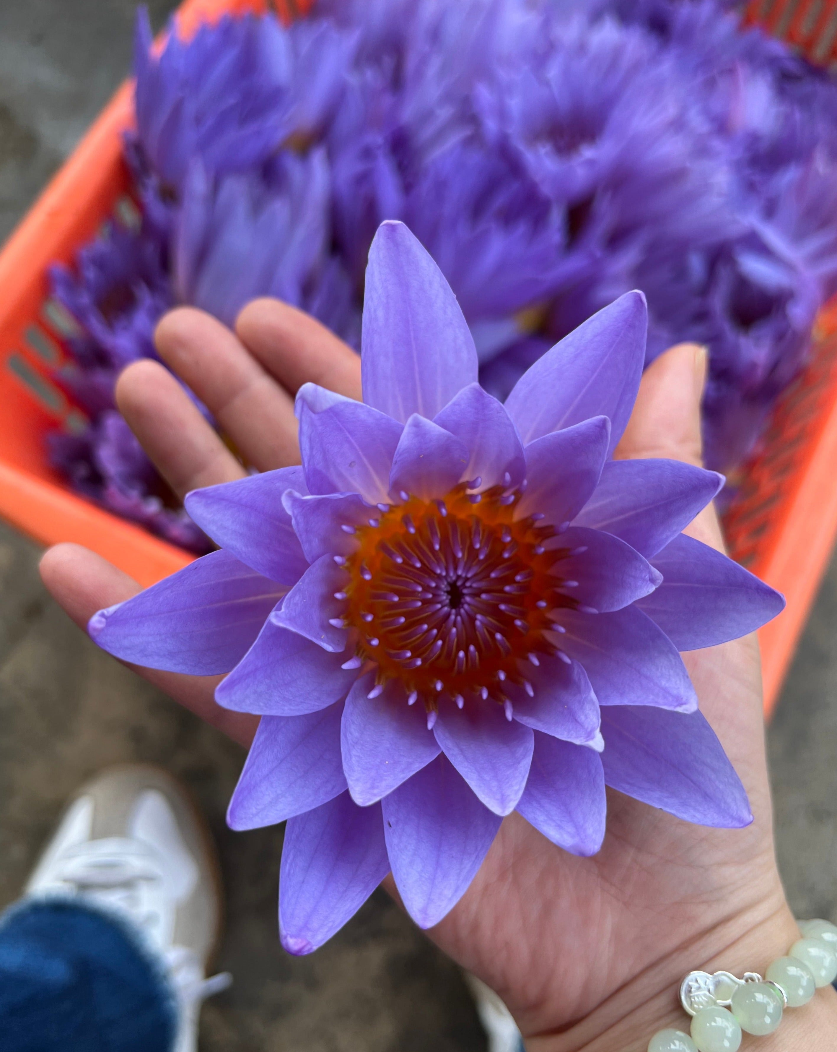 The Qi Blue Lotus Tea