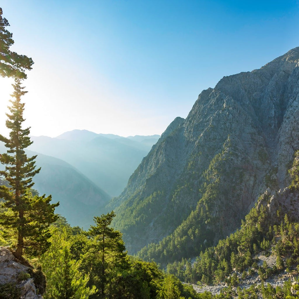 Greek Superherbs Sleep Tea