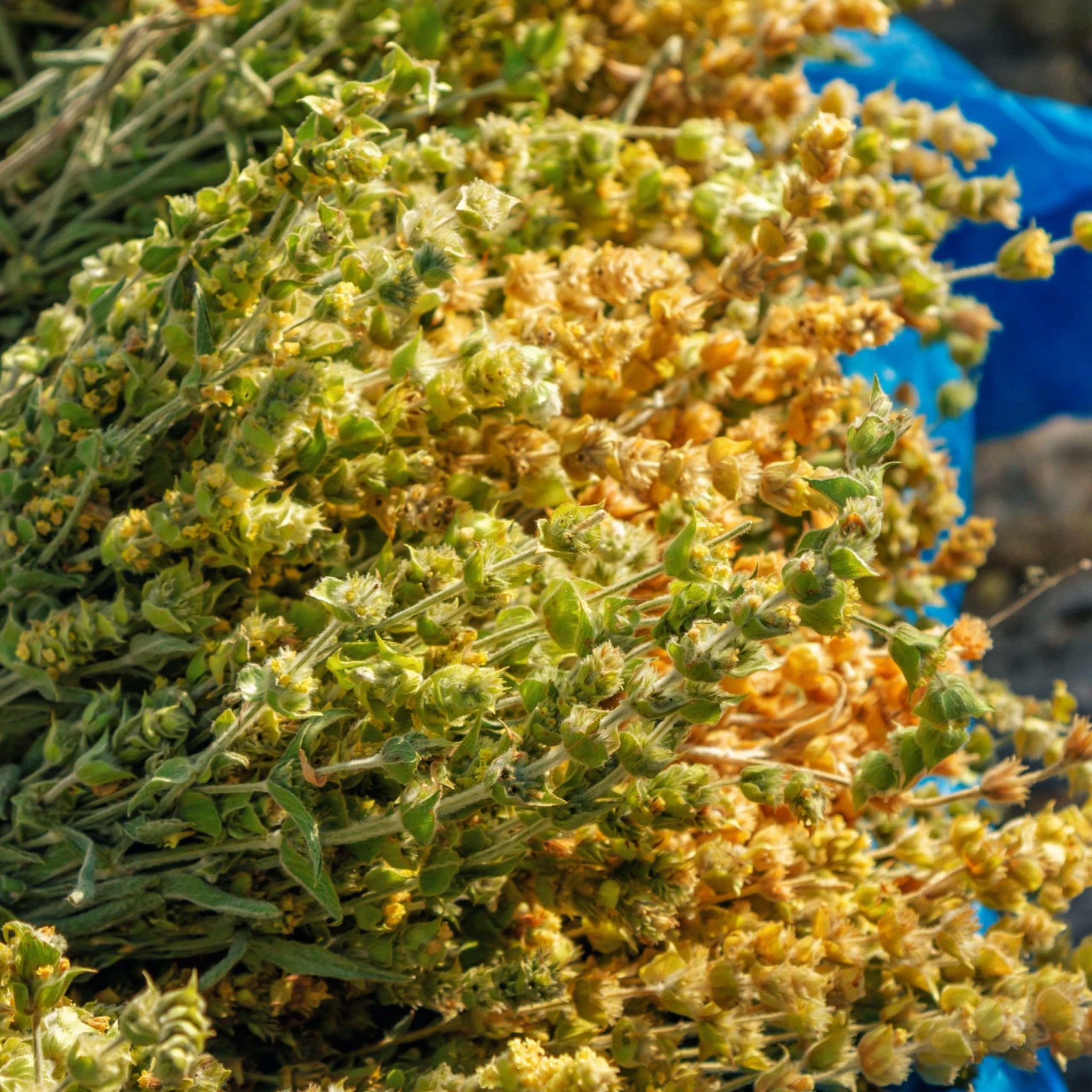 Greek Superherbs Greek Chamomile Tea (Magnesia)