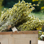 Greek Superherbs Greek Chamomile Tea (Magnesia)