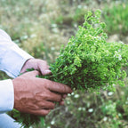 Greek Oregano (Ikaria Blue Zone) Herbal Tea
