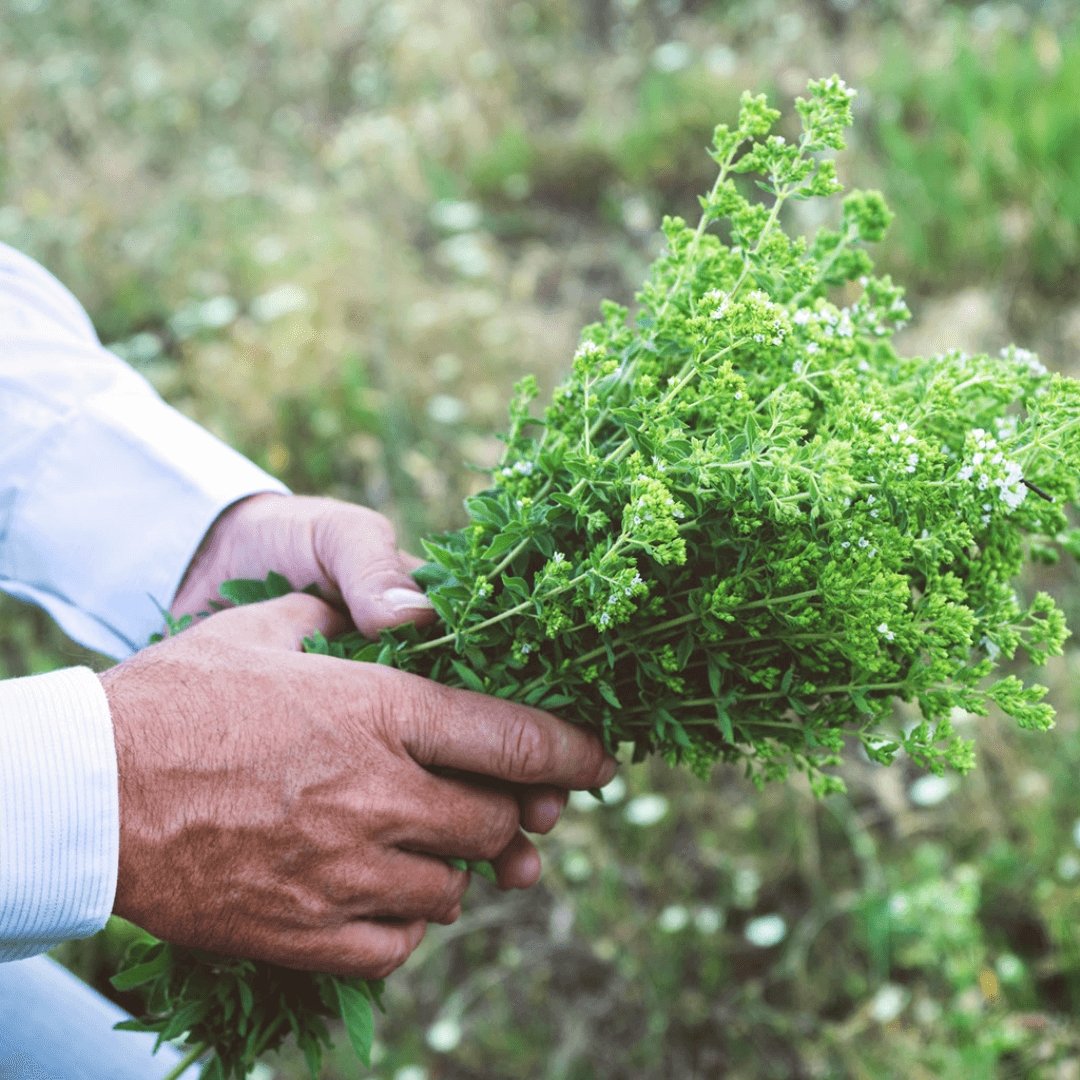 Greek Oregano (Ikaria Blue Zone) Herbal Tea