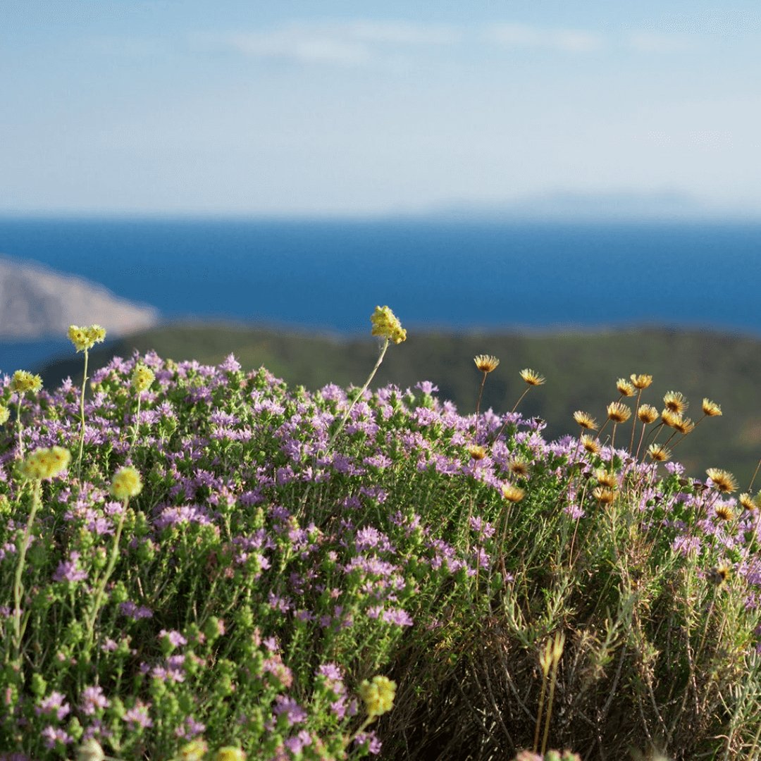 Greek Oregano (Ikaria Blue Zone) Herbal Tea