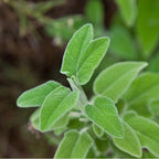 Greek Sage Tea (Ikaria Blue Zone) Herbal Tea