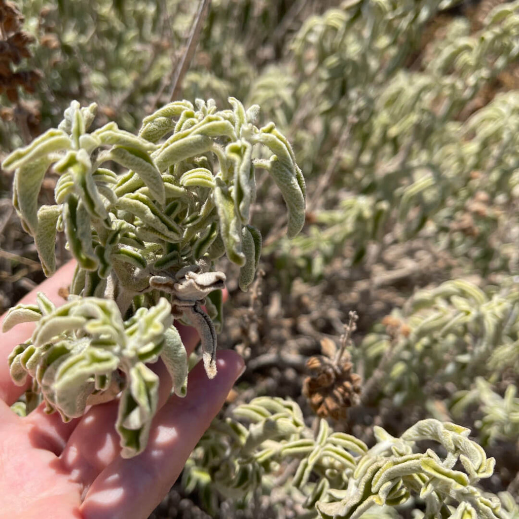 Greek Superherbs Crete Tea